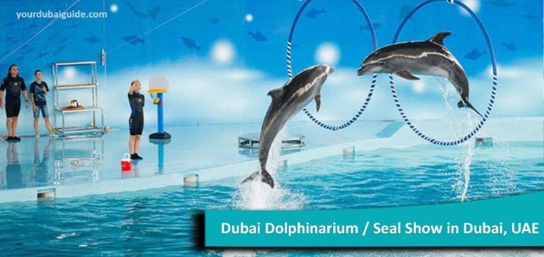 Dive into Wonder: The Dubai Dolphinarium Experience