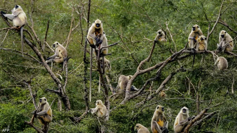 انقلاب شاحنة وفرار قرود “عدوانية” بولاية مسيسيبي