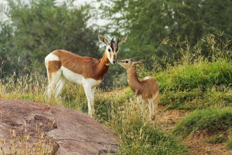 Al Ain Zoo records 390 animal births in 2025