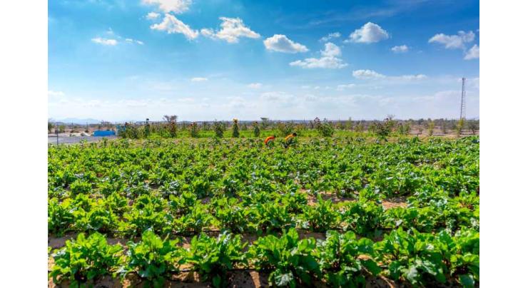 Gheras advances integrated farming in Sharjah