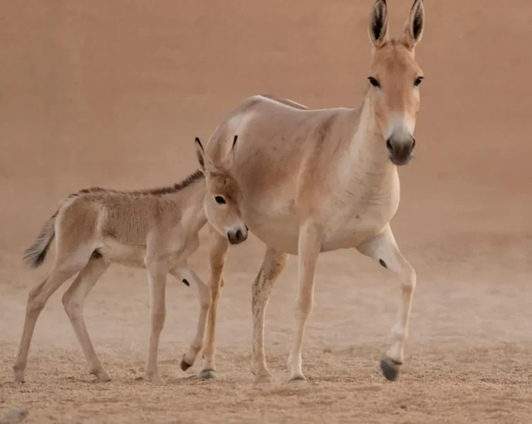 Saudi Arabia witnesses first onager birth 